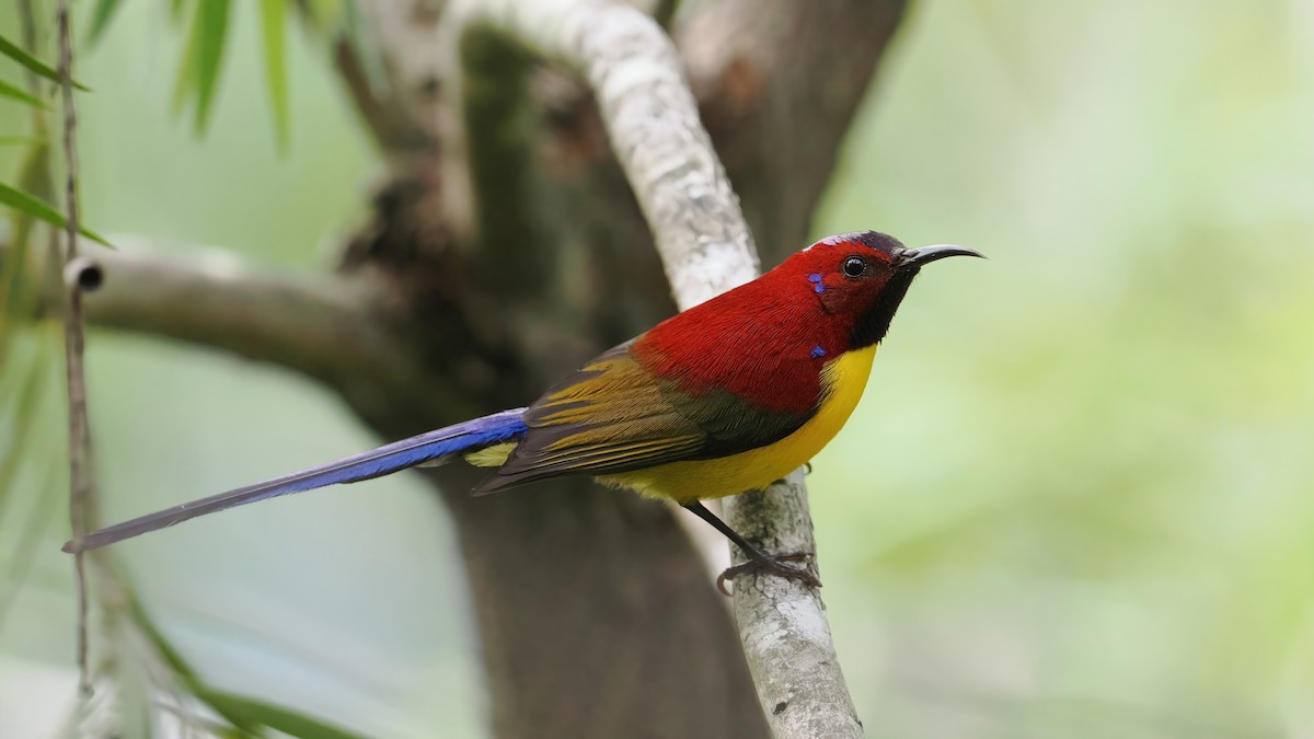 Mrs. Gould's Sunbird (Purple-rumped) - ML647560568