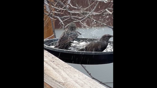 European Starling - ML647560572