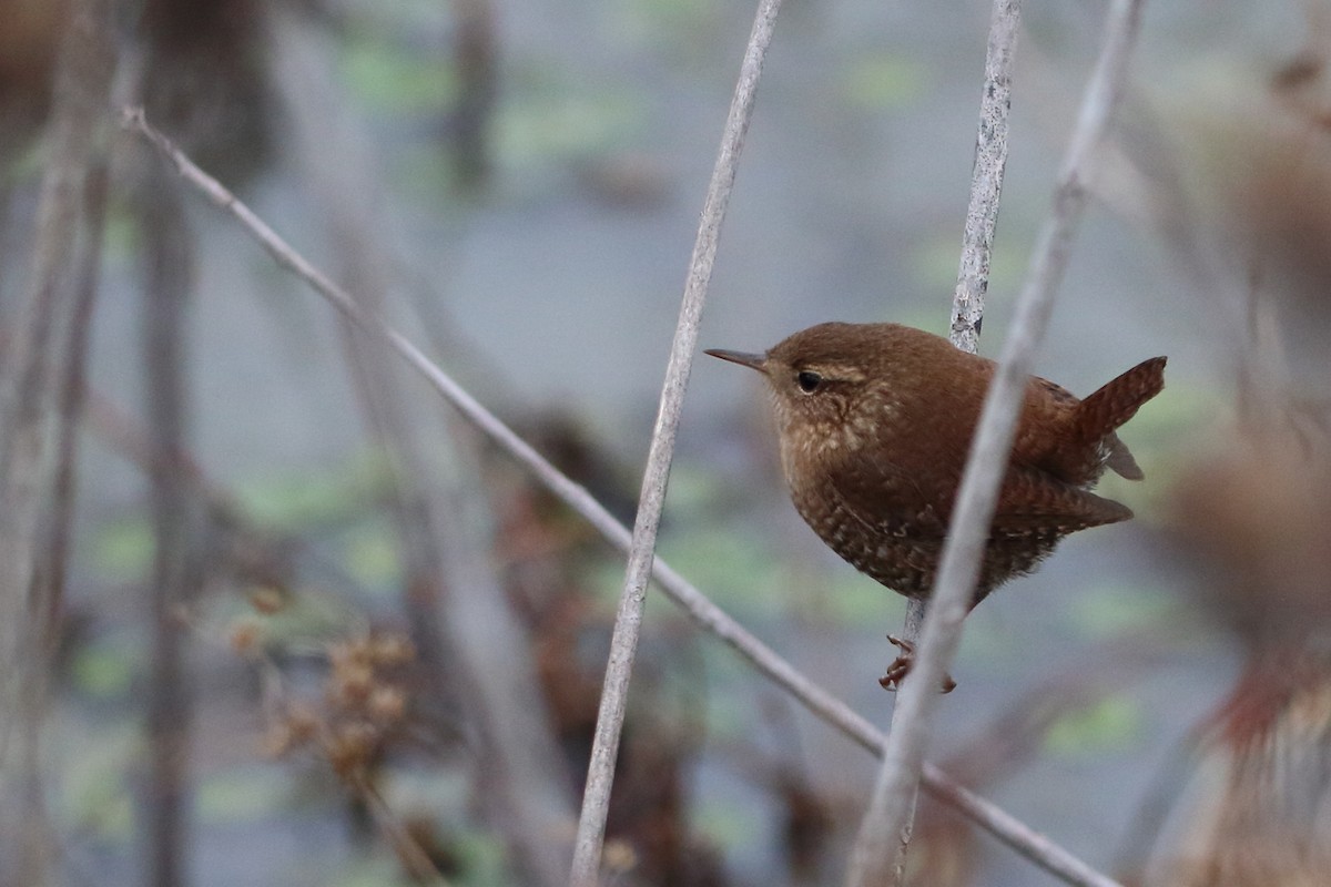 Winter Wren - ML647560573