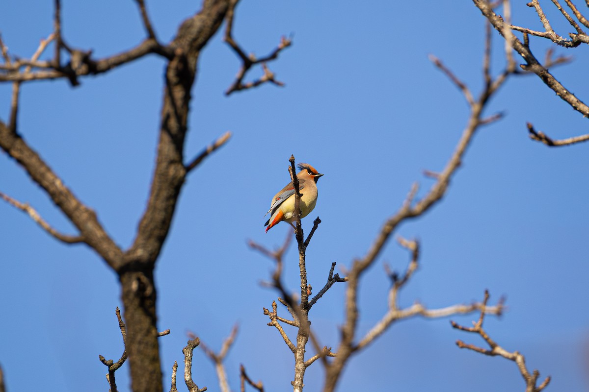 Japanese Waxwing - ML647560574