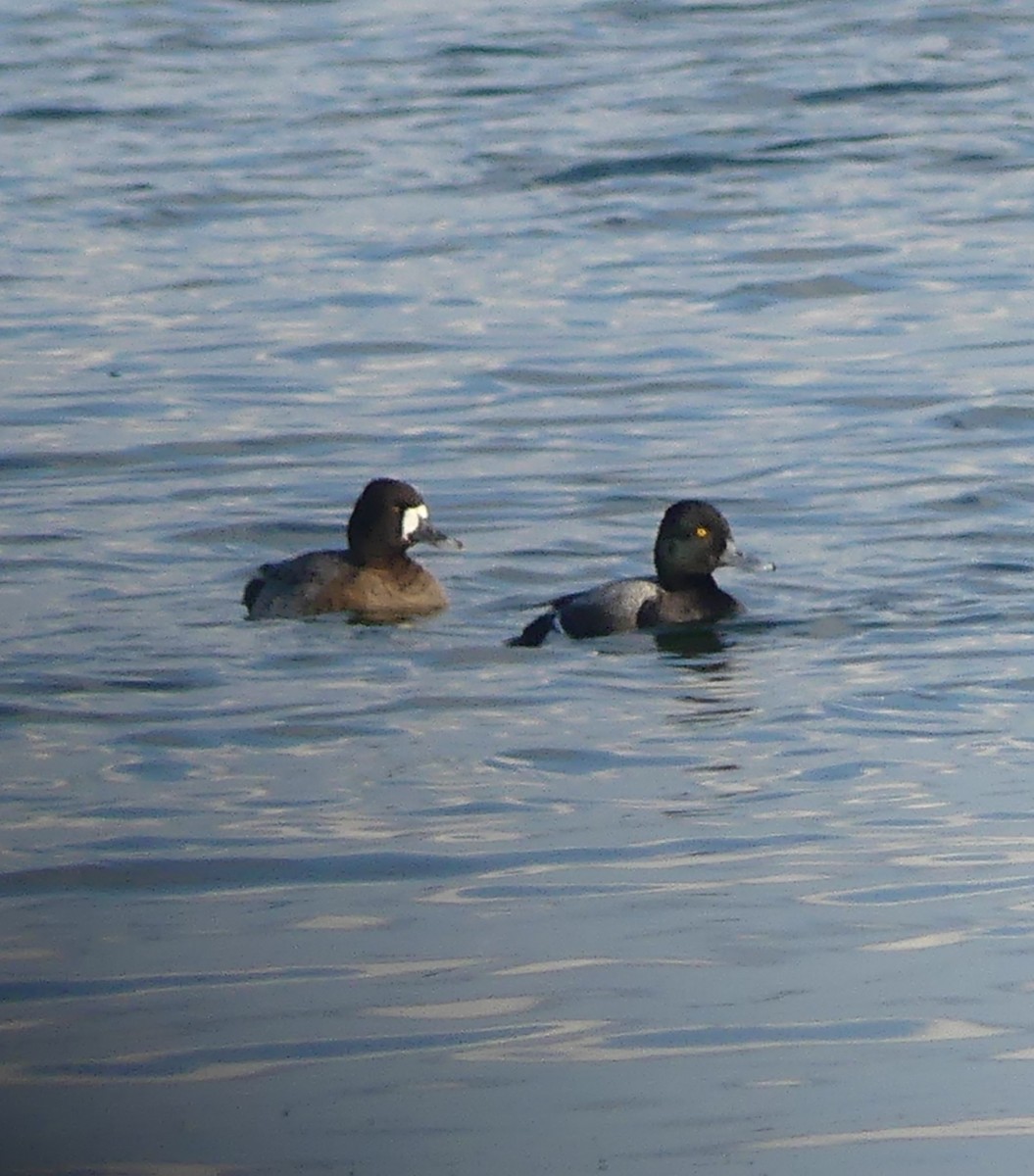 Greater Scaup - ML647560575