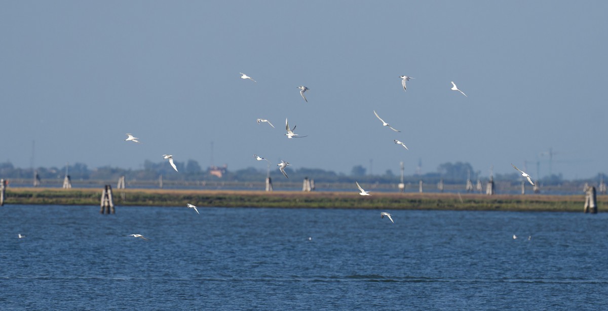 Sandwich Tern - ML647560576