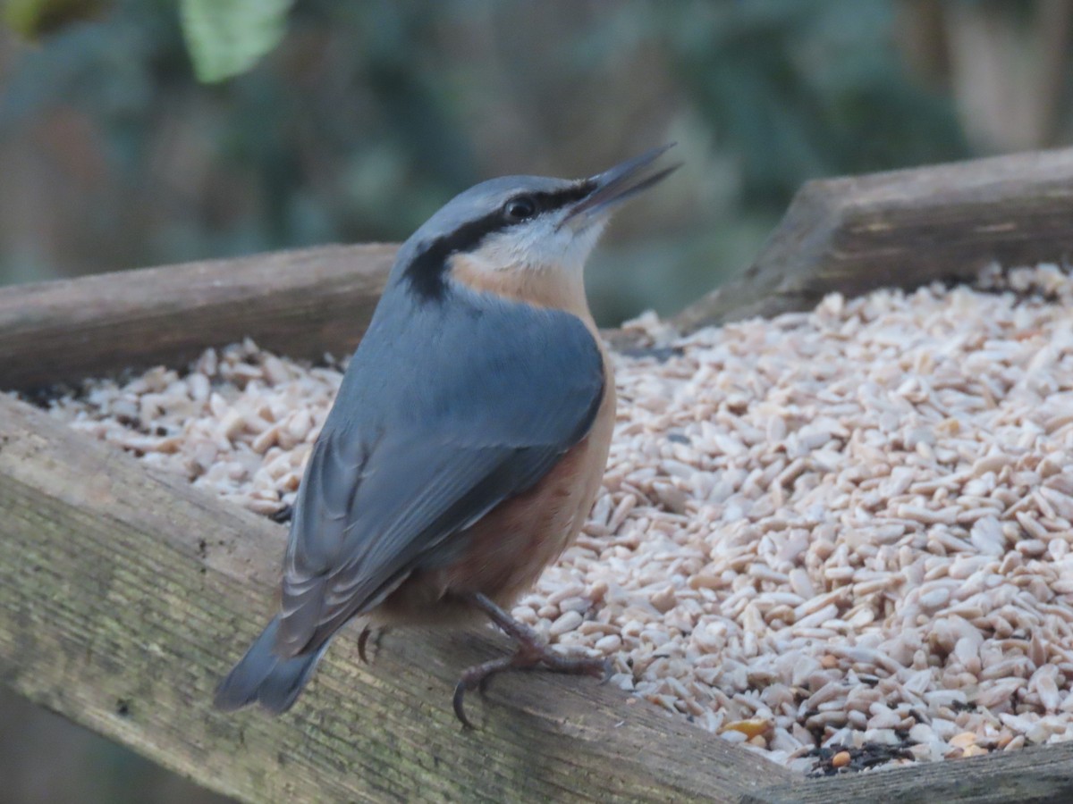 Eurasian Nuthatch - ML647560577