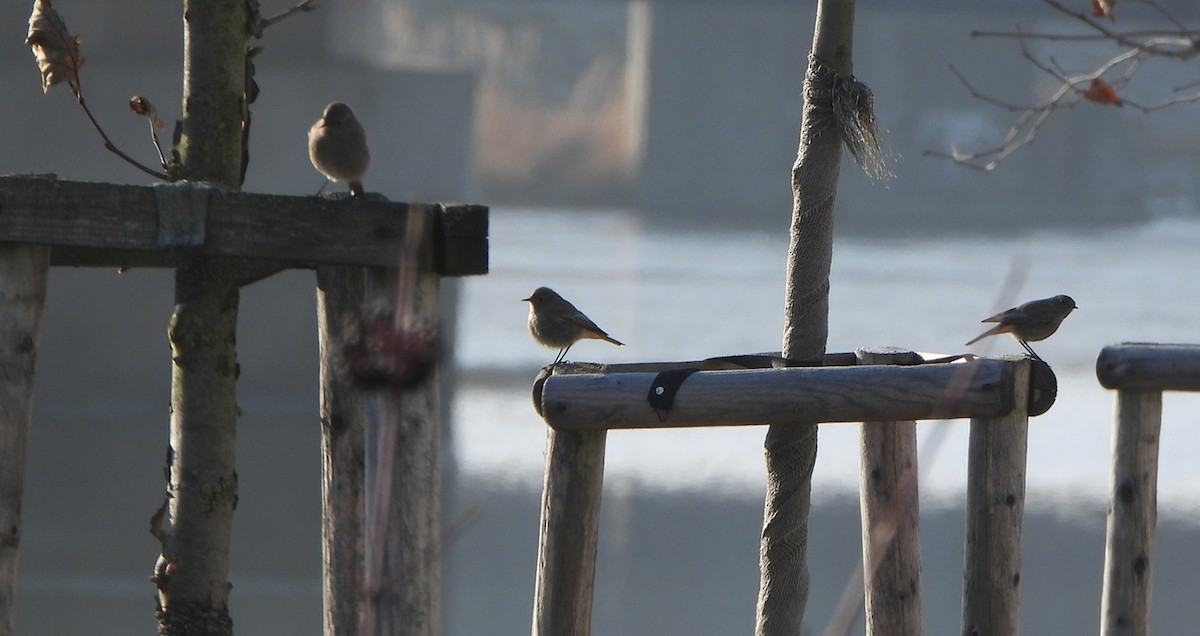 Black Redstart - ML647560578