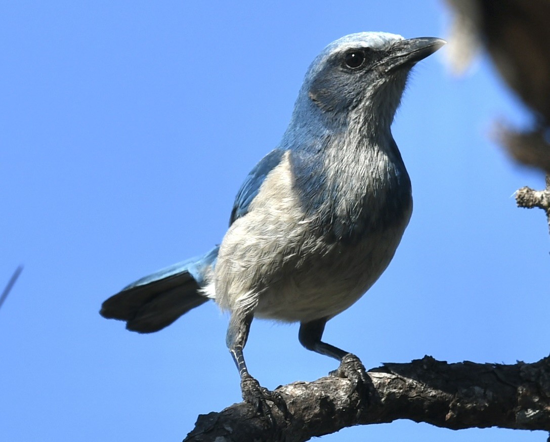 Florida Scrub-Jay - ML647560579