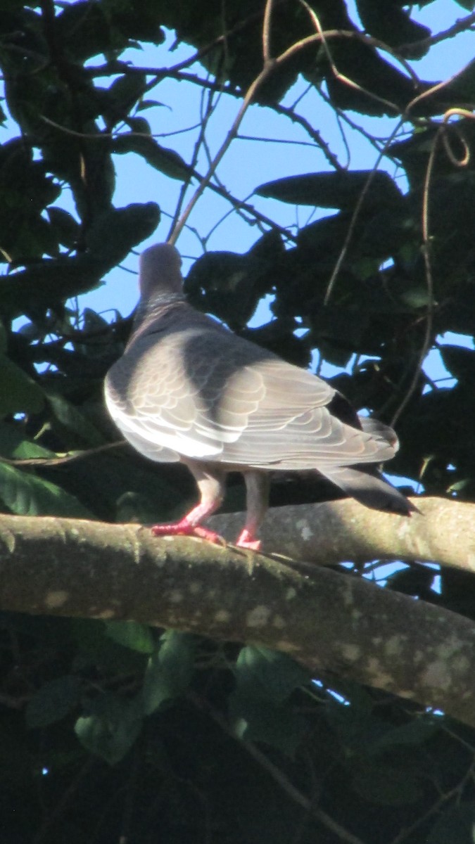 Picazuro Pigeon - ML647560580