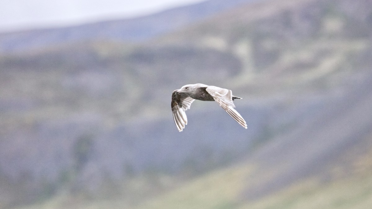 European Herring x Glaucous Gull (hybrid) - ML647560582