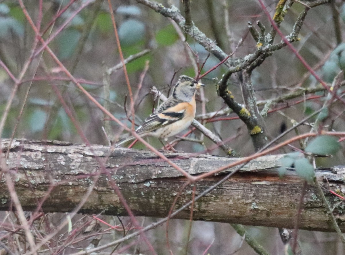 Brambling - ML647560598