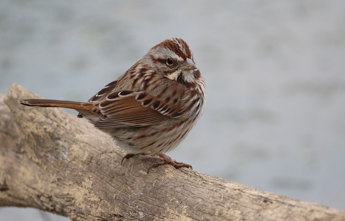 Song Sparrow - ML647560600