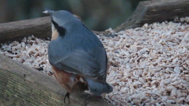 Eurasian Nuthatch - ML647560602