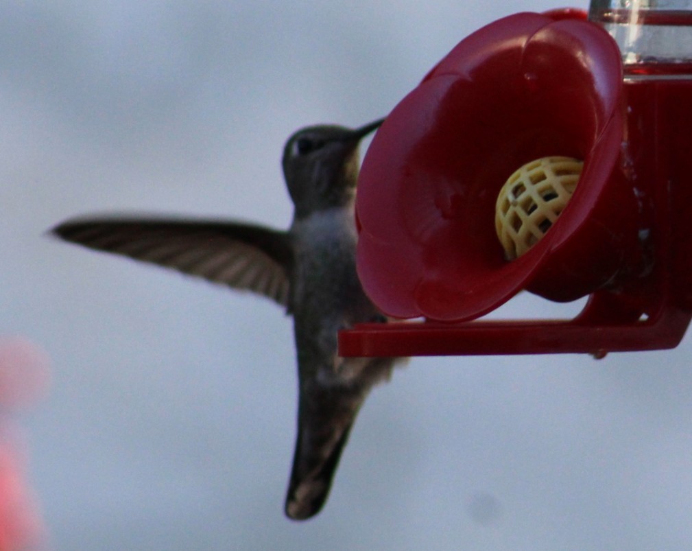 Colibrí de Anna - ML647560603