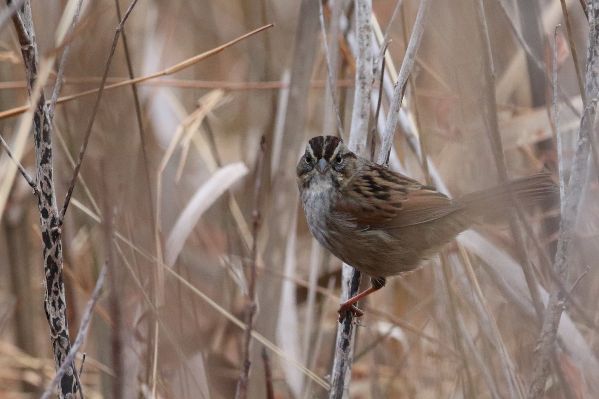 Болотная зонотрихия - ML647560606