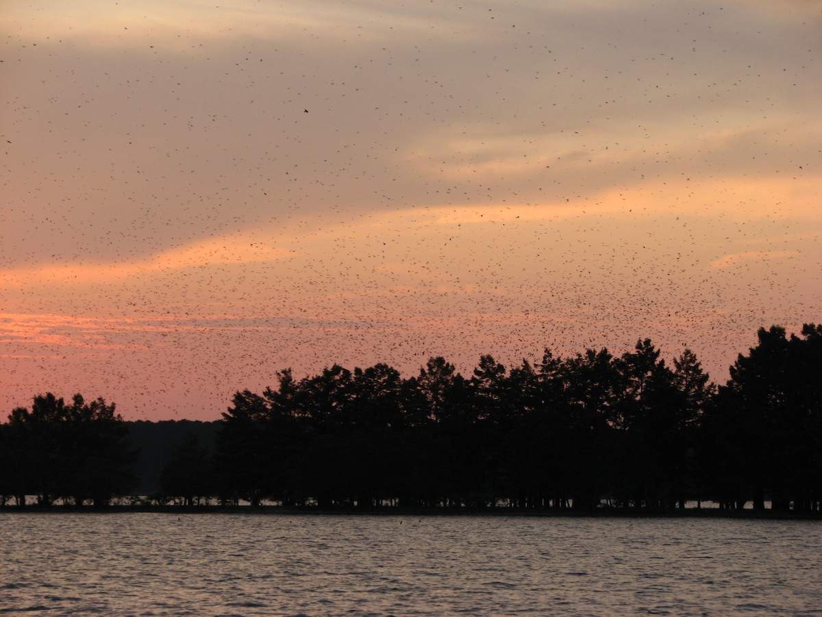 Большая ласточка - ML647560625