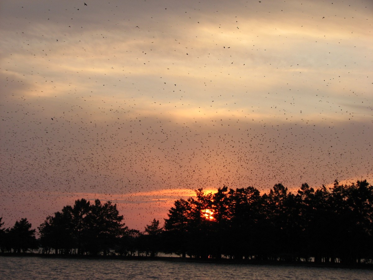 Большая ласточка - ML647560626