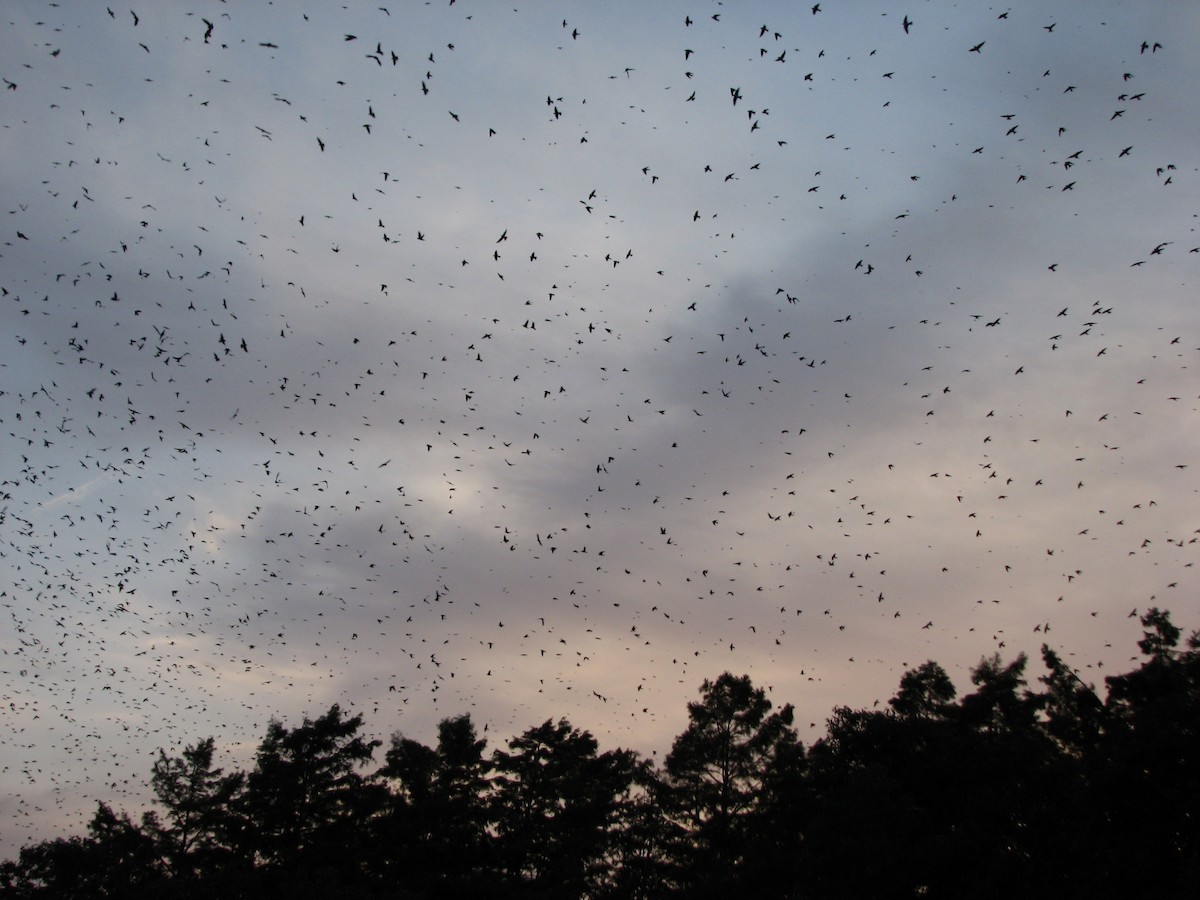 Большая ласточка - ML647560627