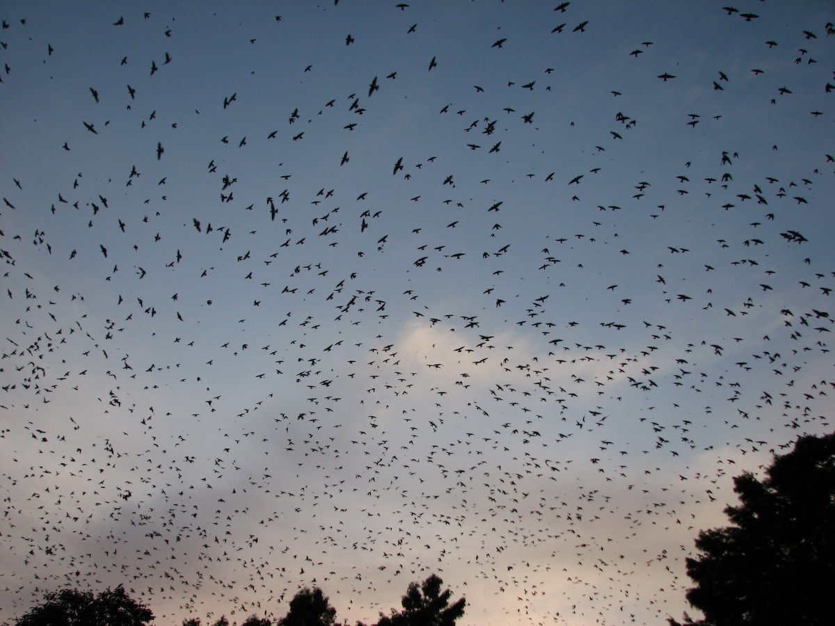 Большая ласточка - ML647560628