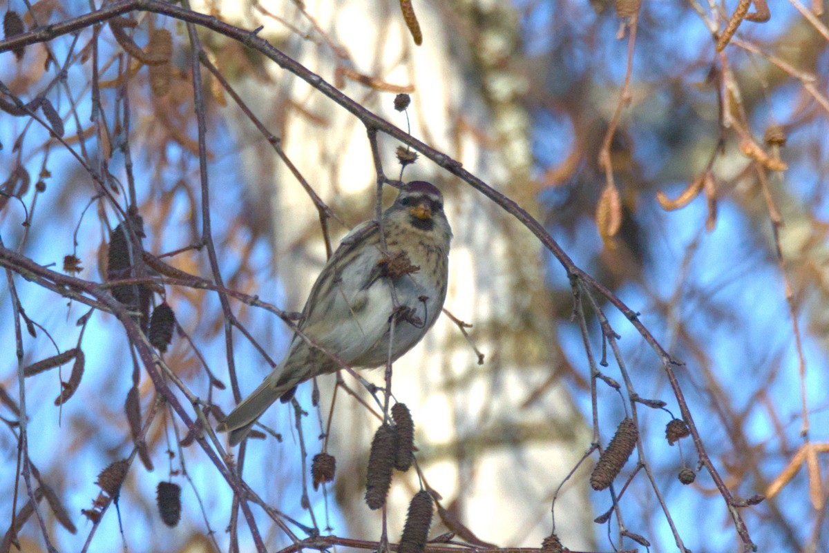 Pardillo Sizerín (alpino) - ML647560634