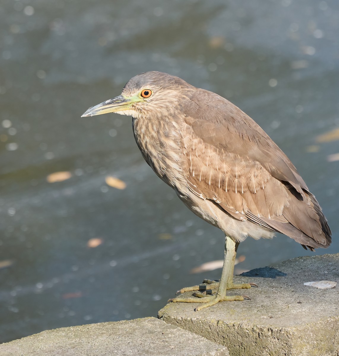 Bihoreau gris - ML647560665