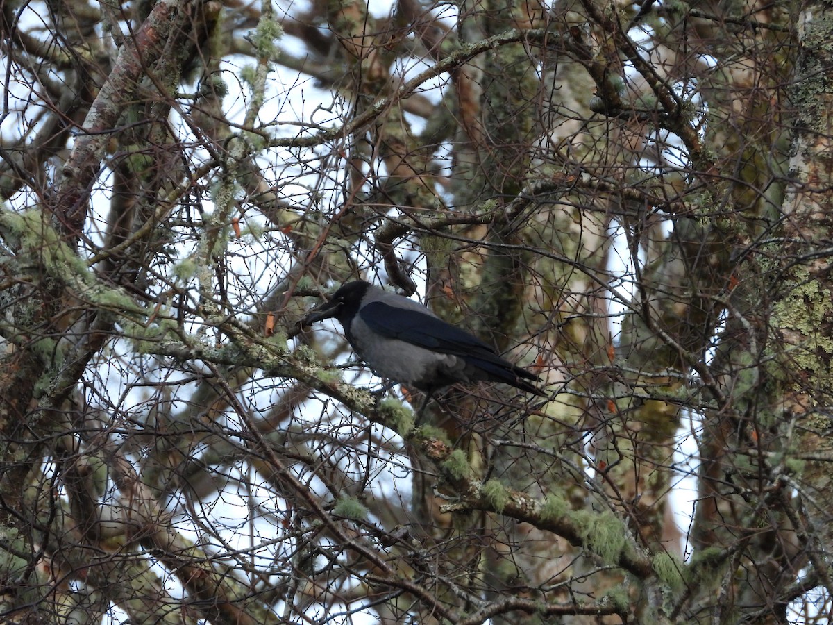 Hooded Crow - ML647560670