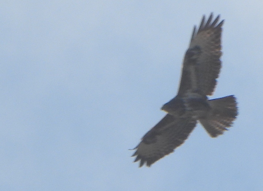 Buse variable - ML647560672