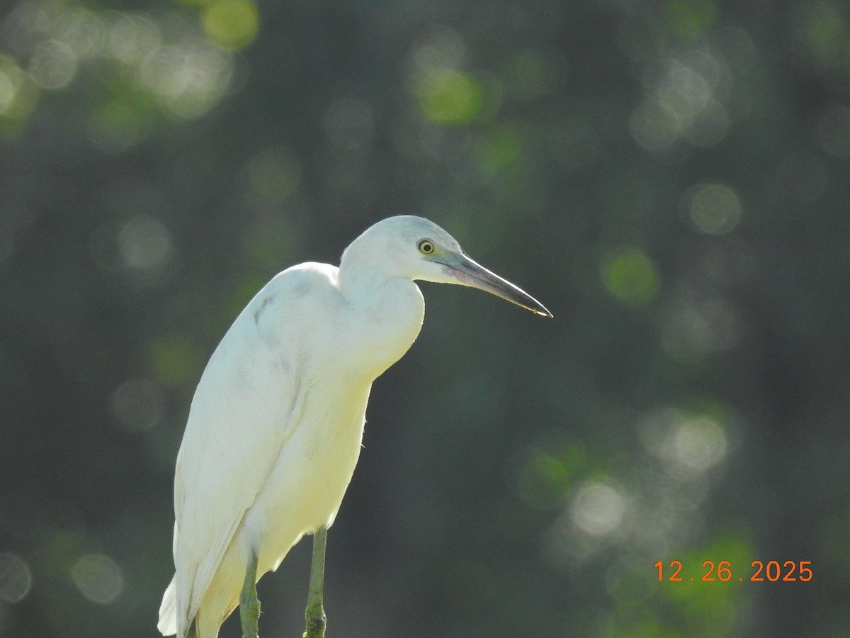 Aigrette bleue - ML647560675