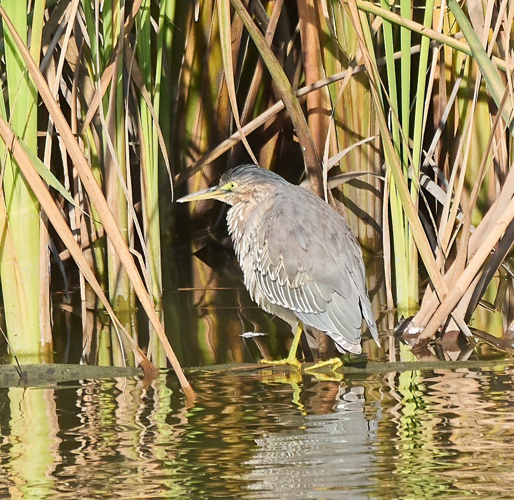 Héron vert - ML647560677