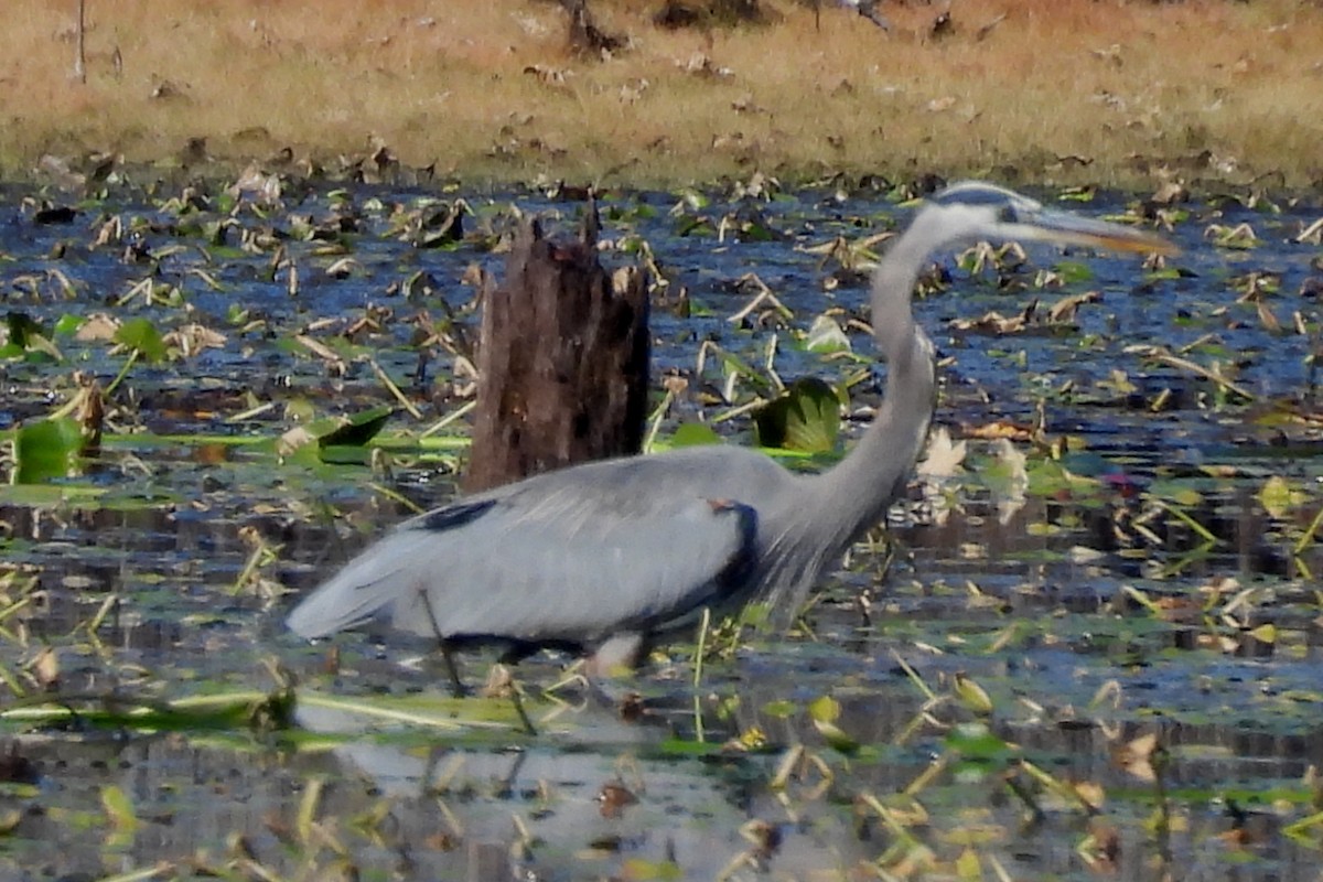 Grand Héron - ML647560678