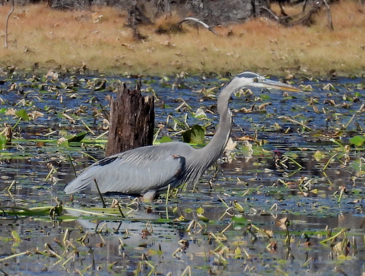 Grand Héron - ML647560679