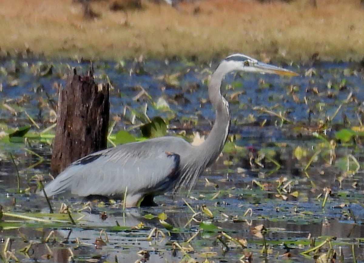 Grand Héron - ML647560680