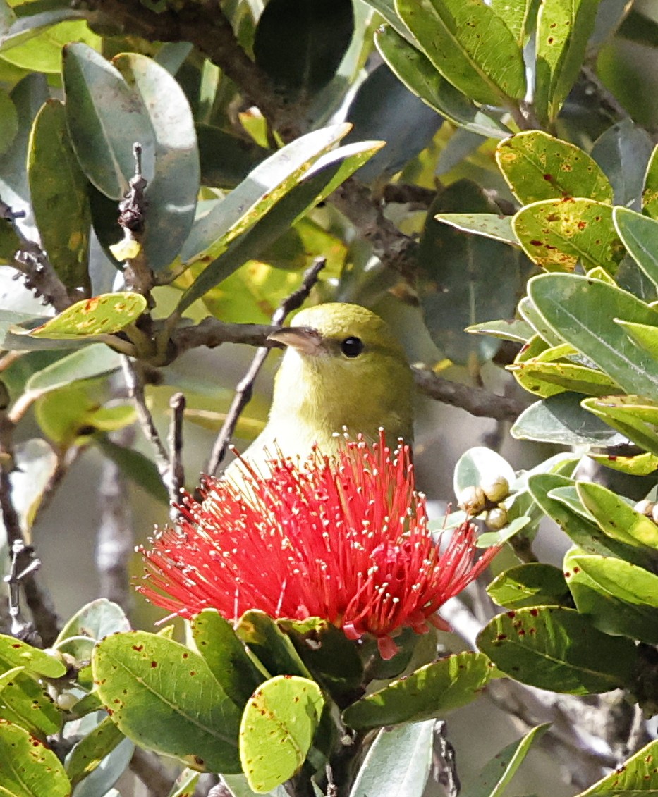 Anianiau de Kauai - ML647560681