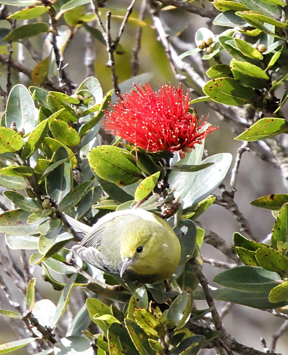 Anianiau de Kauai - ML647560682