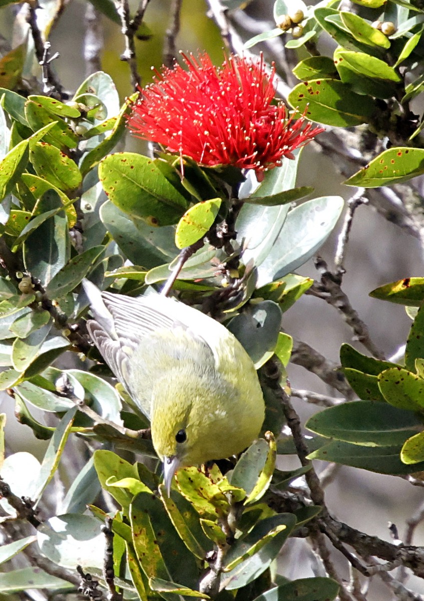 Anianiau de Kauai - ML647560683