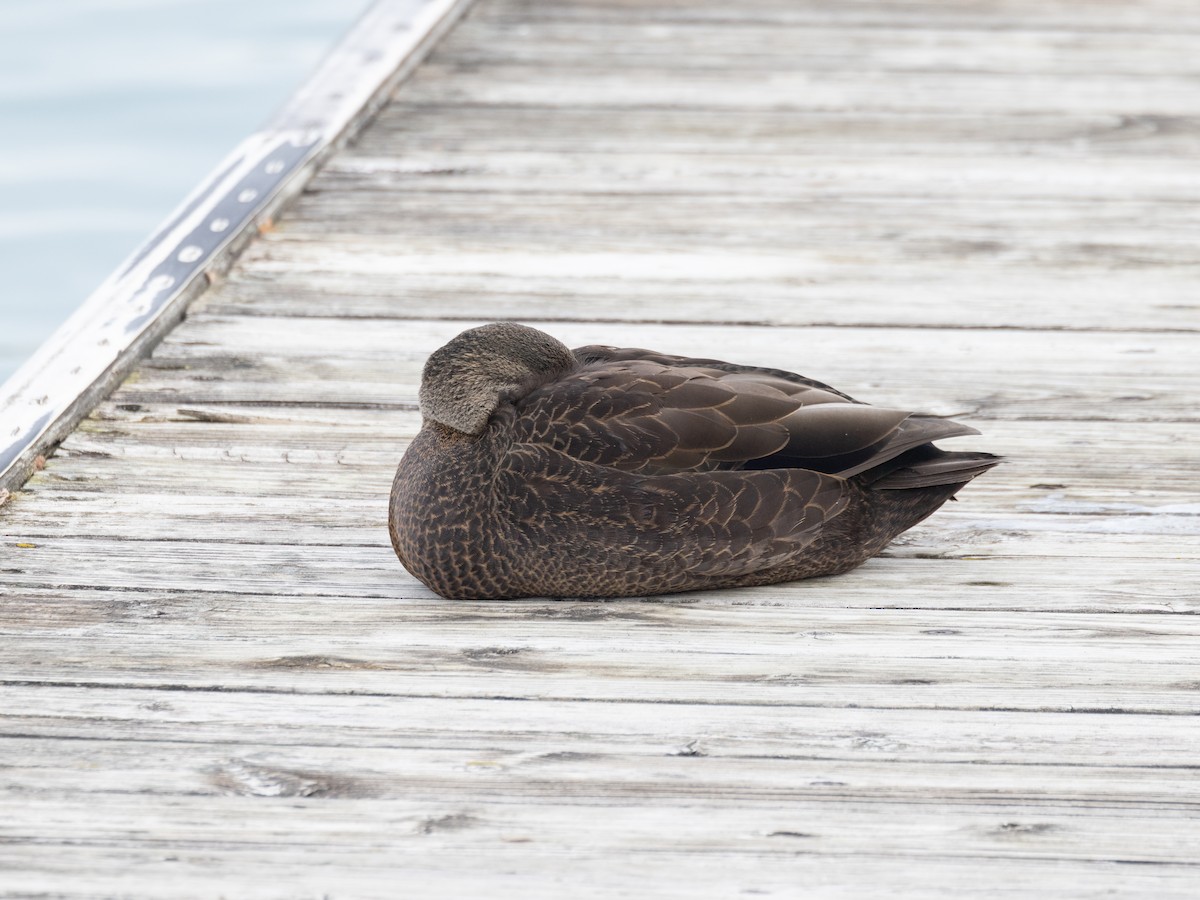 Canard noir - ML647560684