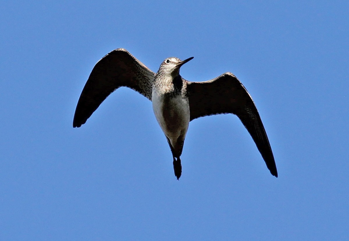 Grand Chevalier - ML647560685