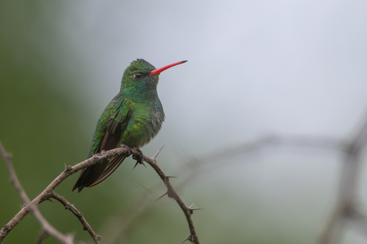 Émeraude splendide - ML647560686