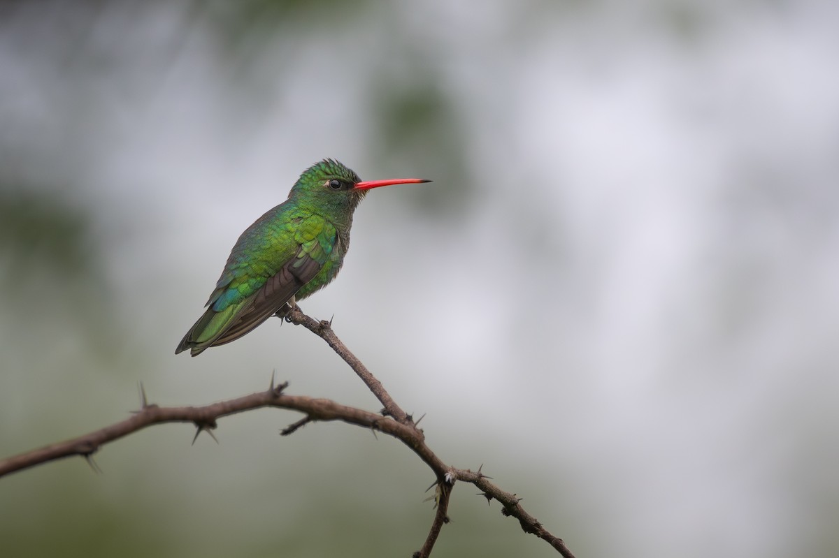 Émeraude splendide - ML647560687