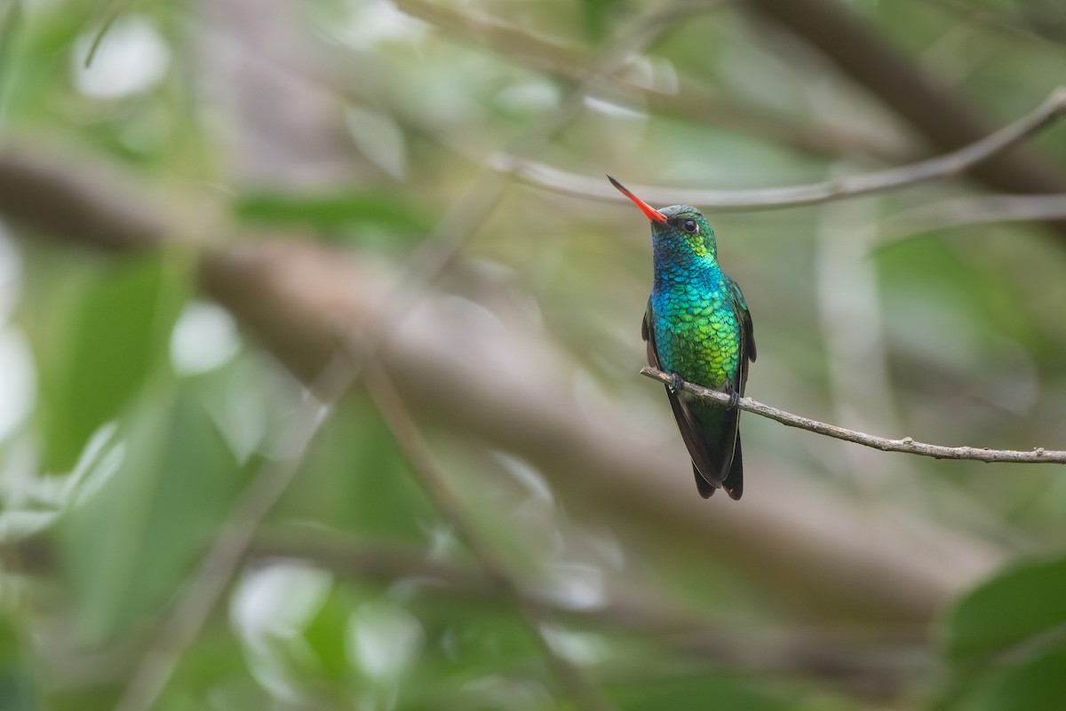 Émeraude splendide - ML647560688