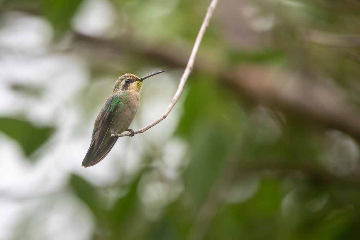 Émeraude splendide - ML647560689