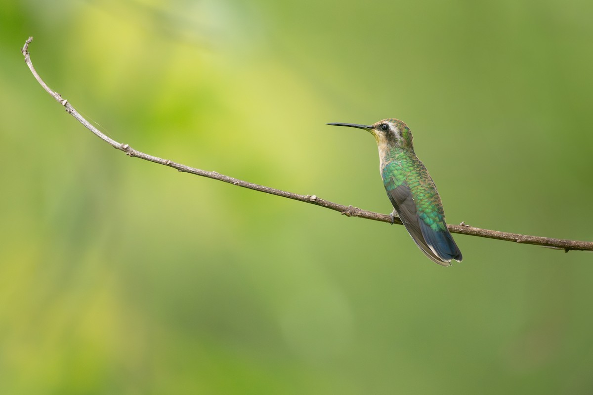 Émeraude splendide - ML647560690