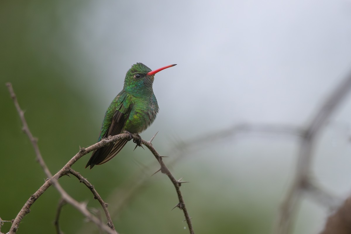 Émeraude splendide - ML647560691