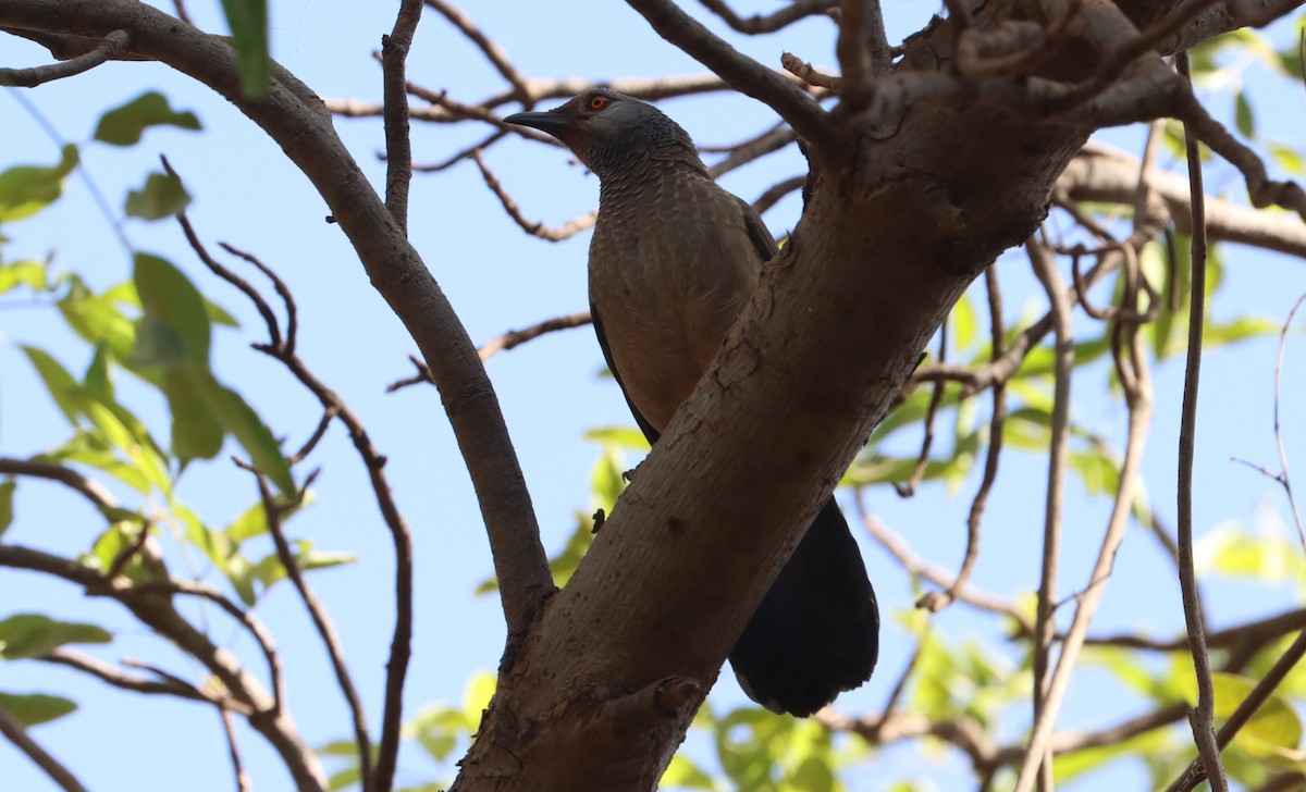 Cratérope brun - ML647560693