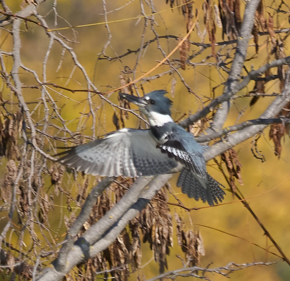 Martin-pêcheur d'Amérique - ML647560694
