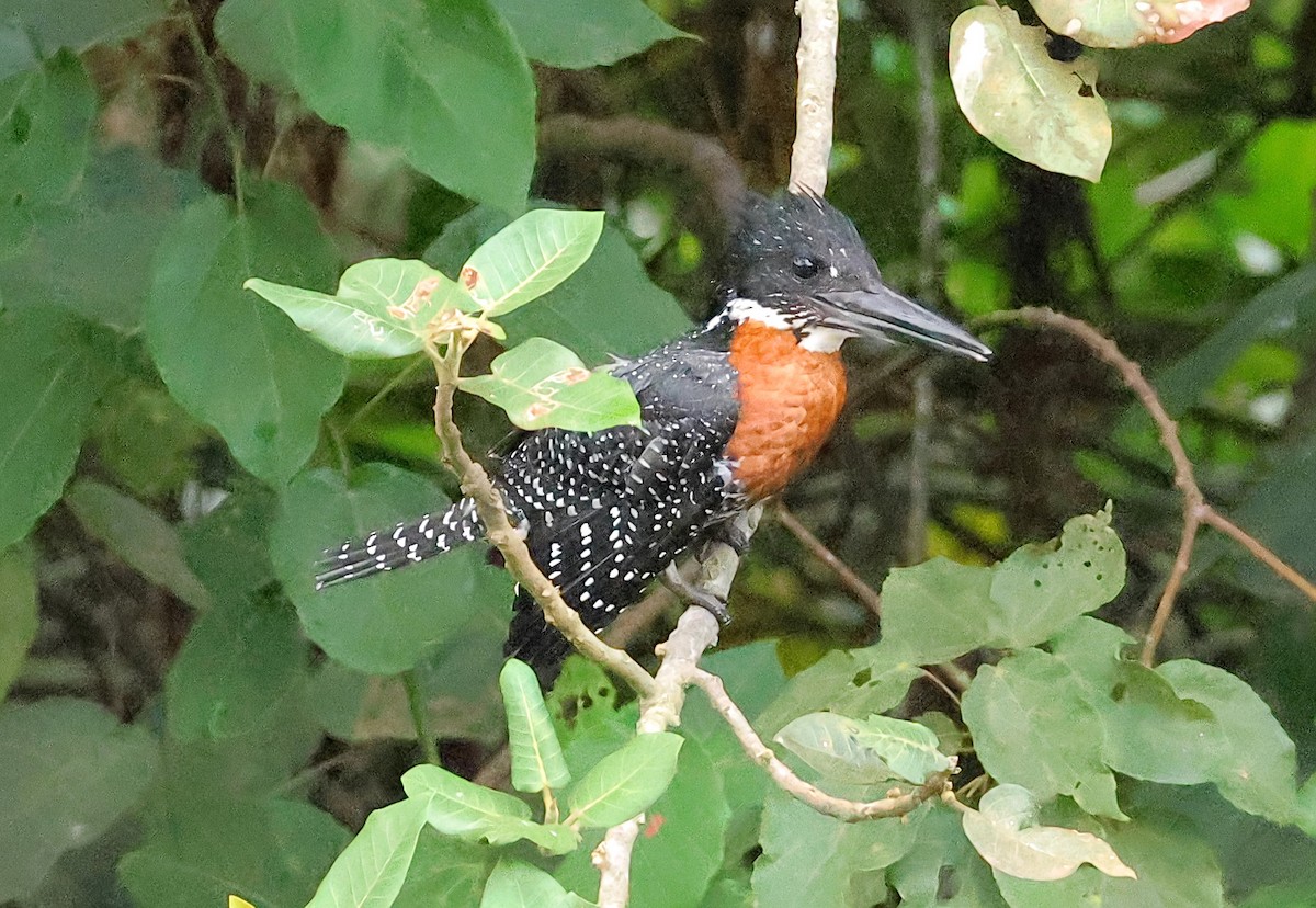 Martin-pêcheur géant - ML647560695