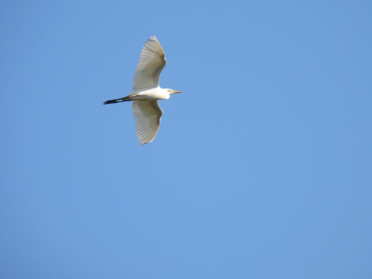 Aigrette neigeuse - ML647560696