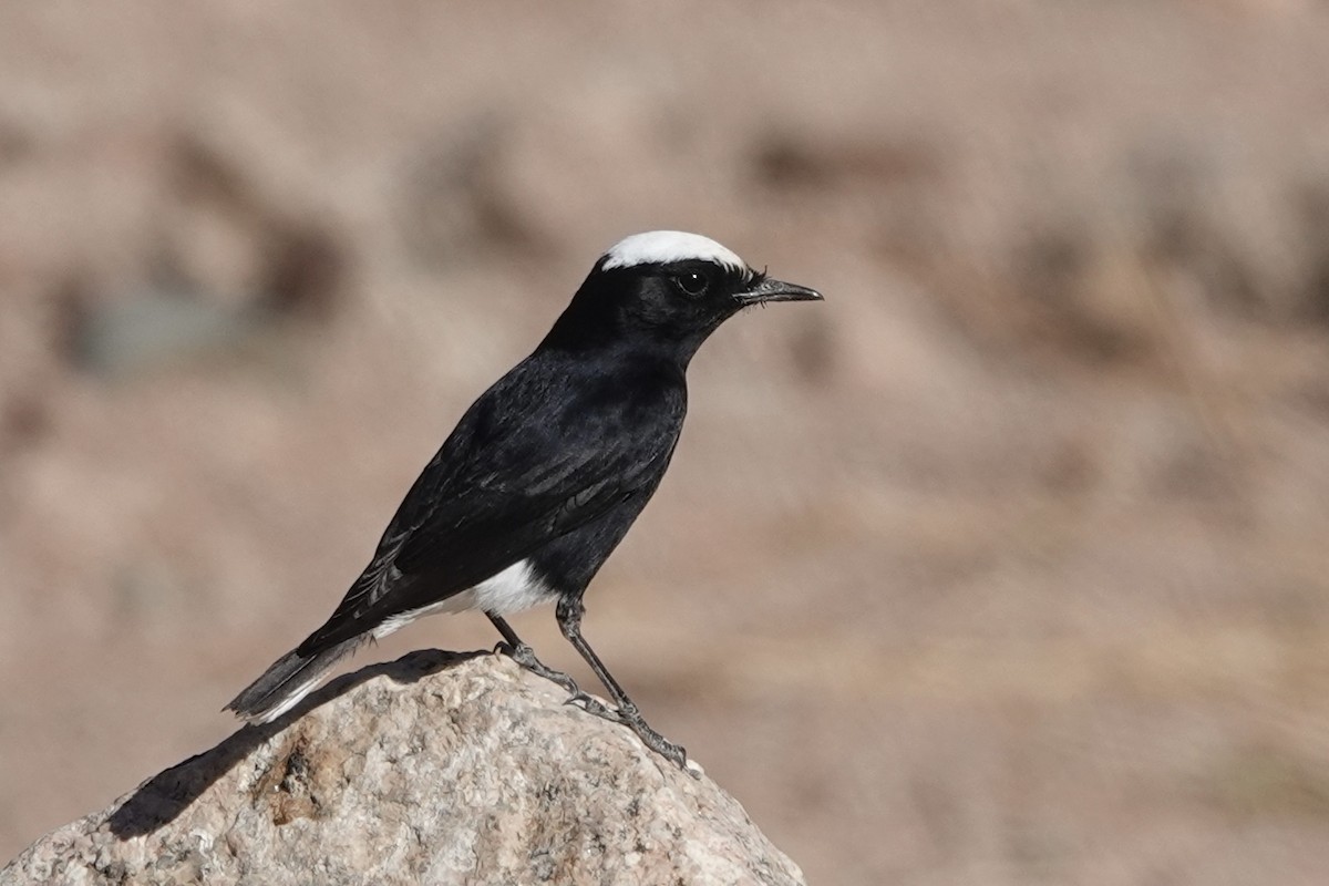 Traquet à tête blanche - ML647560697
