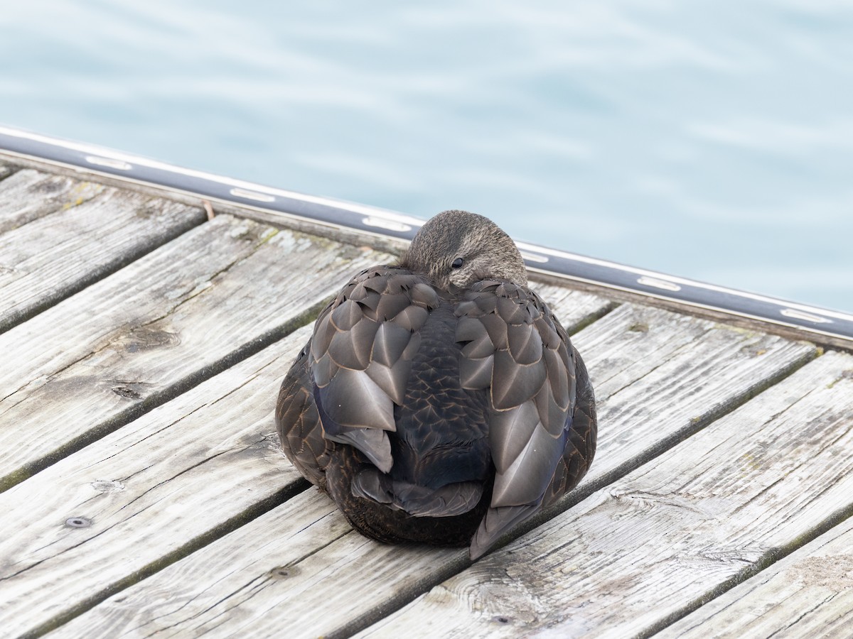 Canard noir - ML647560698