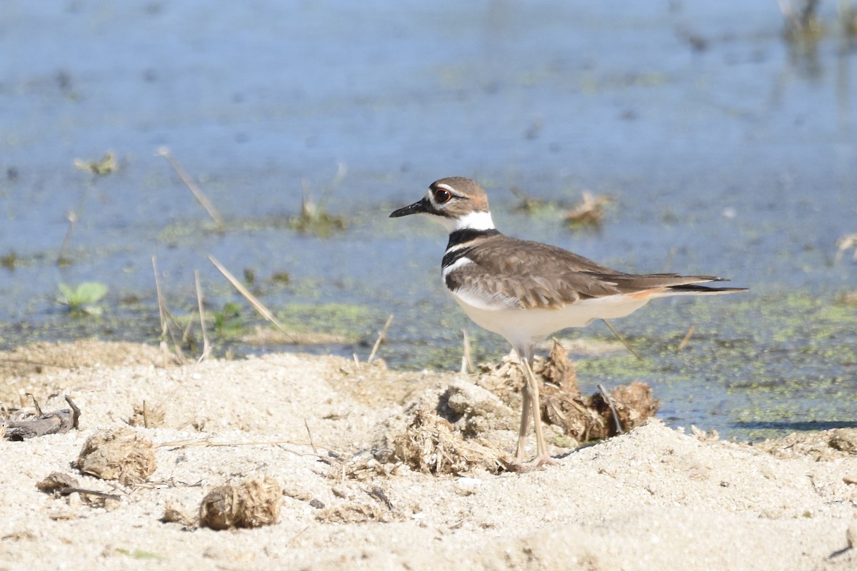 Pluvier kildir - ML647560699