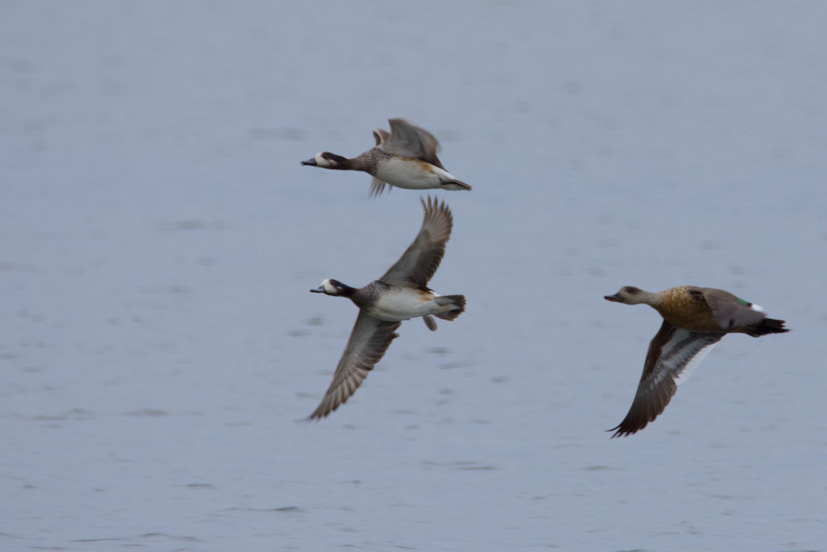 Canard de Chiloé - ML647560700