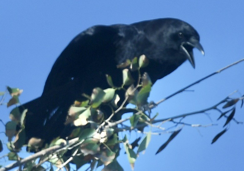 Corneille d'Amérique - ML647560701