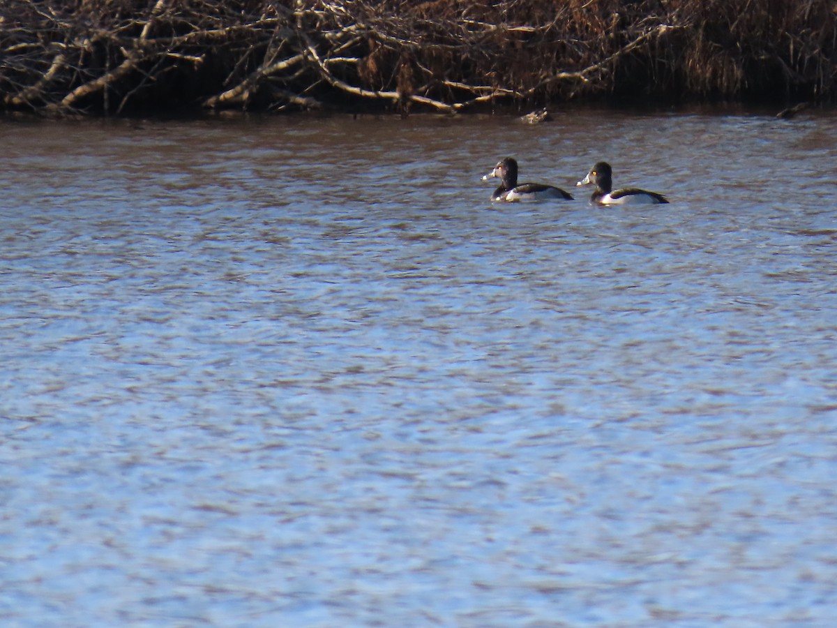 Fuligule à collier - ML647560702